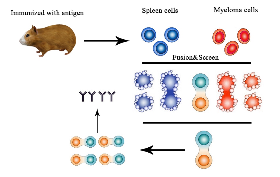 Hamster Monoclonal Antibody Production - Creative Diagnostics